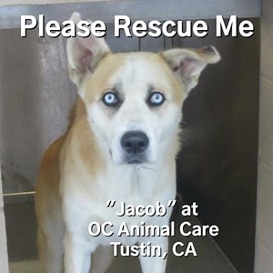 Good News. Jacob has been rescued. 11/2/2023 CODE RED - EUTH LISTED~ 2 year old, Jacob, needs a rescue commitment by 10/31/23 or he will face euthanasia at OC Animal Care, Tustin, CA. Reason given? Jacob is not interested in engaging with shelter staff. These are shelter notes for Jacob: Very scared came in on catch pole, tail tucked, whale eyed in clinic Suspicious and whale eyed, twitches for any touching. 10/16/23 Approached kennel front Jacob retreats to rear of kennel, J watches handler, te