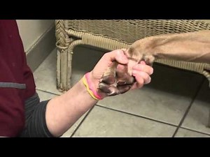 Dog With Blisters on Pads