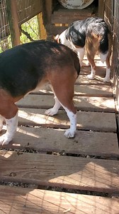 2K views · 80 reactions | Wonder Woman solid built female. | Catron's Kennel | Facebook