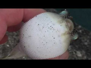 フグはお腹が膨らむと小さな毛のような突起が無数にあります。歯ぎしりしながら空気をお腹に入れて丸くなりますが、海に戻すと瞬間に元に戻り泳いで行きます。真ん丸お腹がトレードマークのフグ。