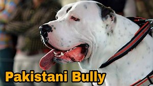 Extraordinary Pakistani bully kutta puppies available in India | Sansaniwal Dairy Farm