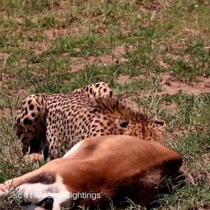 Cheetah hunting Gazelle | TAZ