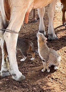 Smart cats drink milk straight from the cow! | Bored Panda Animals