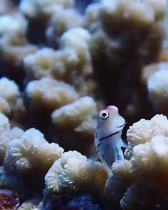 Se trata de Ecsenius yaeyamaensis, un pez que vive en los arrecifes de coral de los océanos Pacífico occidental e Índico. | La verdad con amor y el amor de verdad, siempre.