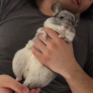 How we discipline our #sassqueen... ✋💪👌 #workthoseabs #slowmotion #slomo #crunches #paellathechinchilla #chinchilla #chinchillas #chinchillasofinstagram #chinsofinstagram #chinstagram #chinchillagram #whiskingwoodworks | Whisking Woodworks