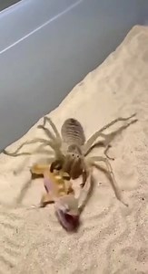 A fearless spider launches a daring attack on a gecko in a shocking predator encounter — proof that size isn’t always the advantage in nature. | SpiderVerse Wild