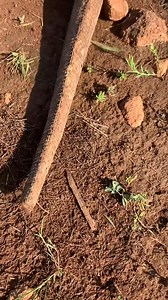 😬😬😱😱hungry and aggressive baby komodo dragon #komodo #animal | Brian D. Morales