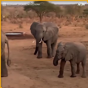 17K views · 2.6K reactions | Beautiful elephants | Animals Nature | Facebook