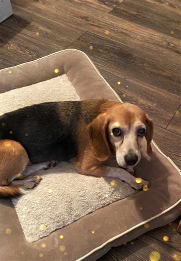 April is a long time Sanctuary beagle. She has had a few mammory tumors surgeries, had a lot of teeth pulled, and fusses if the other dogs walk to close to her dog bed. She continues to act like she feels good and that is what we want for her. Sweet April | Carolina Loving Hound Rescue