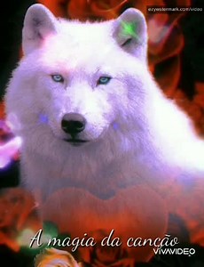 Leonardo- Quero colo 💖🎵🌹🎧🦋🎼🤗 🌺💞 🎼🦋 | A magia da canção