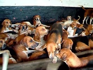 2.9K views · 140 reactions | FOX HOUND INGLÊS | FOX RIO | Facebook