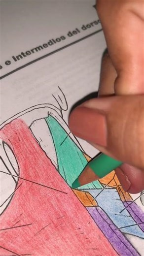 Músculos Superficiales e Intermedios del Dorso: Netter y Anatomía en Color