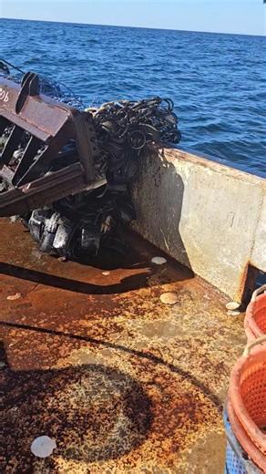 How to harvest scallops using a large dredge in the ocean #fishing #scallops #seafood | Katracho pescador