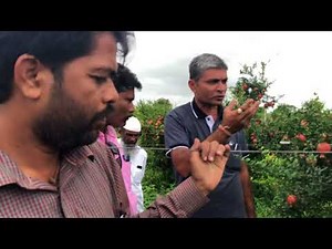 Soil charger tech.No FYM last 2 yrs ‼️ 0 cultivation‼️Green mulching in deep soil ‼️only SCT & KA‼️