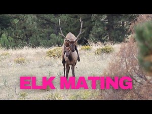 Elk Mating at Rocky Mountain National Park