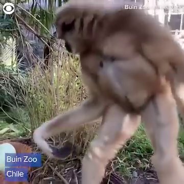 23K views · 632 reactions | EASTER TREATS: Animals at a zoo in Chile got into the Easter spirit early, receiving eggs filled with treats on Monday (3/25). The lions enjoyed eggs stuffed with meat, while other animals like lemurs, orangutans, and meerkats enjoyed snacks including cereals and peanuts. The well-being and behavior chief at the zoo said the activity helps the different species develop natural behaviors like foraging. | CBS Newspath | Facebook