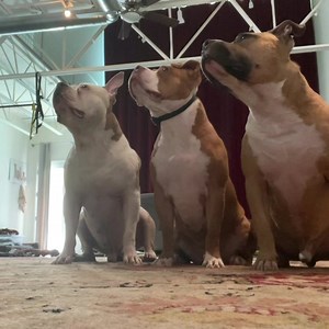 2.6K views · 234 reactions | Bandit, TinyDancer, and PonyBoy! Come train with Plp in Vegas ￼#cute #cuteanimals #cutedog #pit #pitbullsinstagram #pitbullpuppy #CanineObedience #DogTraining | Peace, Love & Pit Bulls | Facebook