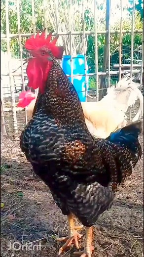 Beautiful Rooster Crowing sounds Effect Rooster crowing Compilation Plus 2024 #RoosterCrowing #Rooster #Crowing #bestroostersound #Chicken #RoosterCrowingSound #roostersound #RoosterCrowingday #chickens #Brahma #Silkierooster #Orpingtonchicken #drdre | Wild BIRDS