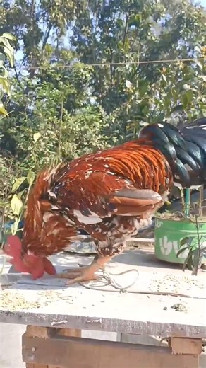 Amazing giant rooster crowing Beautiful Rooster Crowing sounds Effect 🐓 Rooster crowing Compilation Plus 2024 . . #RoosterCrowing #Rooster #Crowing #bestroostersound #Chicken #RoosterCrowingSound #roostersound #RoosterCrowingday #chickens ৳Brahma #Silkierooster #Orpingtonchicken #Pekinbantam #KrährufderHähnevon #verschiedenenHühnerrassen #Vergleich #mondaymotivation #funny #reels #trending #fbreels #AmaZing #viralreels #vairalreel #fyp #viralvideo #NationalChampionship #reels #virals #t20 Golde