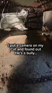 36K views · 286 reactions | Snowy needs to work on his social skills  shot on @insta360 GO 3S Cat Cam, it’s now on sale for the season, use code ‘SNOWY’ or link in bio for up to 20% off + free gifts  (quick reader valued at £45, first 10 orders!!) #cat #meow #catsofinstagram #insta360catcam #insta360 | Snowy Cat | Facebook