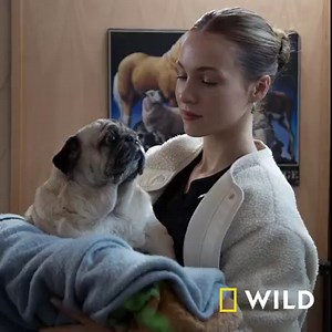 12K views · 42 reactions | Na co dzień przemierza dzikie tereny Kanady i ratuje zwierzęta. Bez względu na to, czy są to psy, koty, konie, albo dzikie stworzenia, Dr Michelle Oakley jest gotowa na każde wyzwanie. Nowy sezon programu „Weterynarz z powołania" już dziś o 18:00 w National Geographic WILD. | National Geographic | Facebook