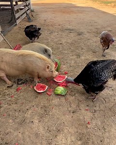 These turkeys are crazy for watermelon 🦃🍉 | LADbible Australia