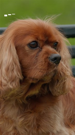 15K views · 109 reactions | Sylvie has done us all proud, now go and enjoy your hard earned rest!  #cbeebies #dogsquad #newseries | CBeebies Parenting | Facebook