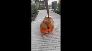 Dwight shows off pumpkin-themed dyed booty in Harker Heights, Texas, USA