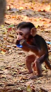 Oh this lovely cute baby monkey walk follow Pigtail MaMa | MonkeyCamp
