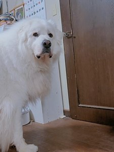 グレートピレニーズと大雨の夜の冒険