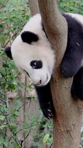 Panda cubs are good at climbing. However, adult pandas don't spend much time in trees. The fact that they start to climb at a very early age is due to predator avoidance. The cubs usually learn to climb a tree on their own as a way to protect themselves, but at the same time, they can be a big headache for keepers when taking the cubs indoors. #BRICS #EcoFuture #SharedFuture10Years #TheNewSilkRoad #goldenpandaawards | China Plus Culture