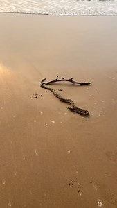 948K views · 3.3K reactions | Sea snake #pavan_bunga #palasa #devunalthada #instagram #viral #araku #beach #village #instagram #devunalthada #palasa #pavanbunga #devunalthada | Pavan Bunga | Facebook