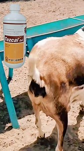 309K views · 5.7K reactions | laparvahi padegi bhari #rooftop #goat #farming #facts #care | Farming at Rooftop | Facebook