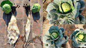 Hydroponic Cabbage in Deep Water Culture - SMgardener