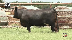 Emmons Beefmaster Ranch Demand the Brand Sale will have everything you need to build a better Beefmaster for your breeding program's success story. The cattle are efficient, growthy, fertile, and have that milking ability... plus they all have impeccable phenotype and are beautiful. Big showstoppers!!! Take the polled donor prospect Lot 30, EMS Dreamin Bout Bubba. If your goal is to raise the best in the business, then you better not leave here without this gorgeous, great built, "never saw-one-