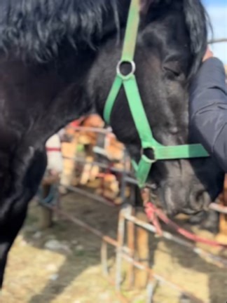 This beauitful percheron draft mare is breaking Amish and starting a new beginning in our sanctuary. After two decades of work, she is OFFICIALLY retired 🥰 #ohkaytacos #rescueho