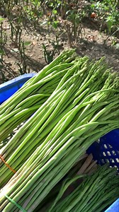 Our asparagus farmer from Tarlac has committed to giving us 30 kilos of asparagus weekly. That's why it has been a weekly, but limited, staple in RuRi. No complaints about it. These are long-stemmed asparagus, ones that are hardly fibrous, and they’re organic too. They grew from a place that's hot and humid, consider it a farmer's miracle! Galing ano? We have 30 kilos arriving this week! Get a kilo for ₱549 only. Shop in bio or link here: https://bit.ly/AsparagusSB-RRPH #RuralRisingPh #Asparagus