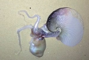 Sea Monster Found On Hawaiian Beach And It Looks Like An Octopus Had Sex With A Dragon