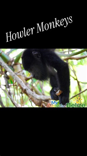 Meet Belize’s resident rockstars: Black Howler Monkeys! 🎤🐒 Did you know their epic howls can be heard up to three miles away? Swing by the Community Baboon Sanctuary near Belize City to catch these jungle VIPs in action—spot them leaping through the treetops or just hanging out (literally) with their super-strong tails. This sanctuary is a team effort by local families to protect these noisy neighbors and their forest home. So, whether you see a monkey or just hear their wild wake-up calls at 