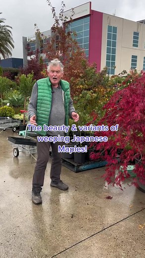 Search “Acer ‘Inaba Shidare’ Japanese Maple”, “Acer ‘Bronzewing’ Japanese Maple” and “Acer ‘Nishiki Fountain’ Japanese Maple” at tutuguru.com.au! | Hello Hello Plants & Garden Supplies