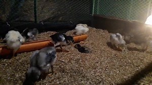Under the soft glow of an LED bulb, the chicks found a safe and comfortable home in the fireless brooding pen. A small reminder that even in the darkest of times, a little light can bring comfort and hope. #inspiration #hopeful #light | Philippine Native Chicken