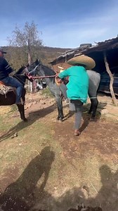 368K views · 3.8K reactions | Ya le cambiaron de montura a #secreto para que se vea de caché  | Roossy Vargas Gonzalez | Facebook