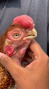 Ya kon sa colour ha ? Parrot beak aseel | Birds Paradise Farms