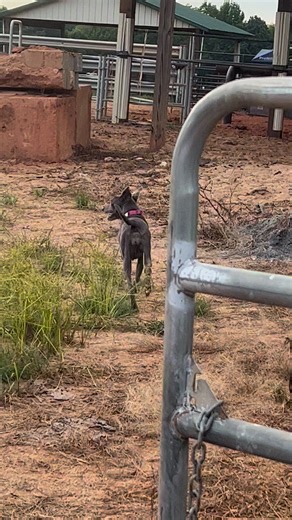 Wanted to share a wonder text message Karl received out of the blue from a great dog trainer we met while barrel racing. Their dog Kate had a bad leg injury and they made the drive from NC for Karl to fix her and 8 or so years later she is still going strong!! #stilllovewhatwedo🐾 Good morning Karl. I hope you’re doing well. Long text alert but I had to share. What you did for Kate yearsago I can’t thank you enough. You didn’t have to do what you did but you did it anyways. And for that I am for