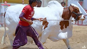 Surmawala Cattle Farm 2025 😍 | Cattle Craze.ρK