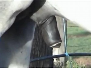 Horse cock flare compilation xxx