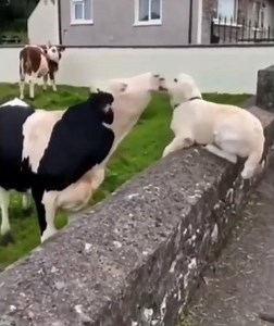 Who do you cuddle, who do you kill? Hopefully we learn to view them equally. I see Trixie in every sweet animal. 🖤 . . . . . . #vegan #animalrights #animalcruelty #cleanprotein #animallover #farmpuppy #farmanimalrescue #melaniejoy via @animalsabove ❤️ | Kathy Freston