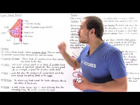 Anatomy and Function of Female Breasts