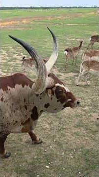 Bison, Watusi, and More - Global Wildlife Center #bison #watusi #wildlife