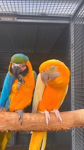Male female love #macaw #yellowmacaw #parrot #reelsviralfb #reelsfbシ #reelsviralシ #reelsvideoシ #highlights @followers BIRD 24 Parrot Paradise Parrot | Wild BIRDS